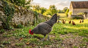 poule braekel hero