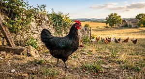 poule gasconne hero
