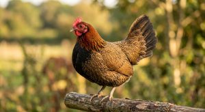 poule race pictave