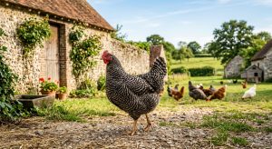 poule cotentine hero